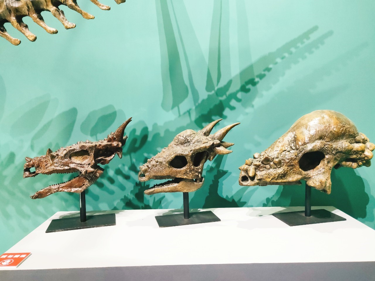 華山恐龍展